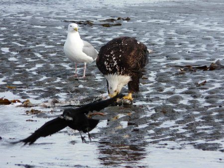 001-Aquila Gabbiano.JPG.medium.jpeg