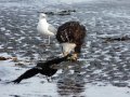 001-Aquila Gabbiano.JPG.small.jpeg