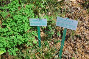mediterranetum