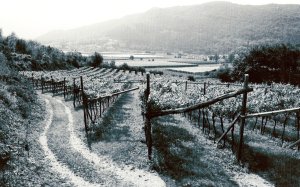 orti e paesaggio agricolo in Valle dei Laghi