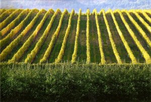 orti e paesaggio agricolo in Valle dei Laghi