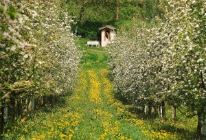 orti e paesaggio agricolo in Valle dei Laghi