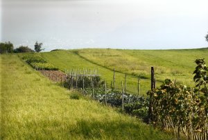 orti e paesaggio agricolo in Valle dei Laghi