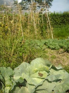 orti e paesaggio agricolo in Valle dei Laghi