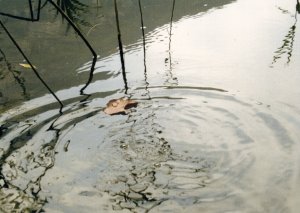 le stagioni in Valle dei Laghi